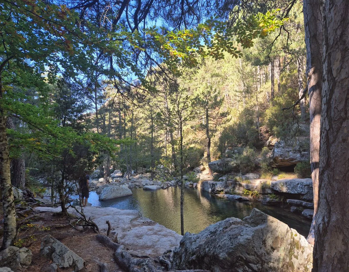 Forêt d'Aïtone, vue d'ensemble